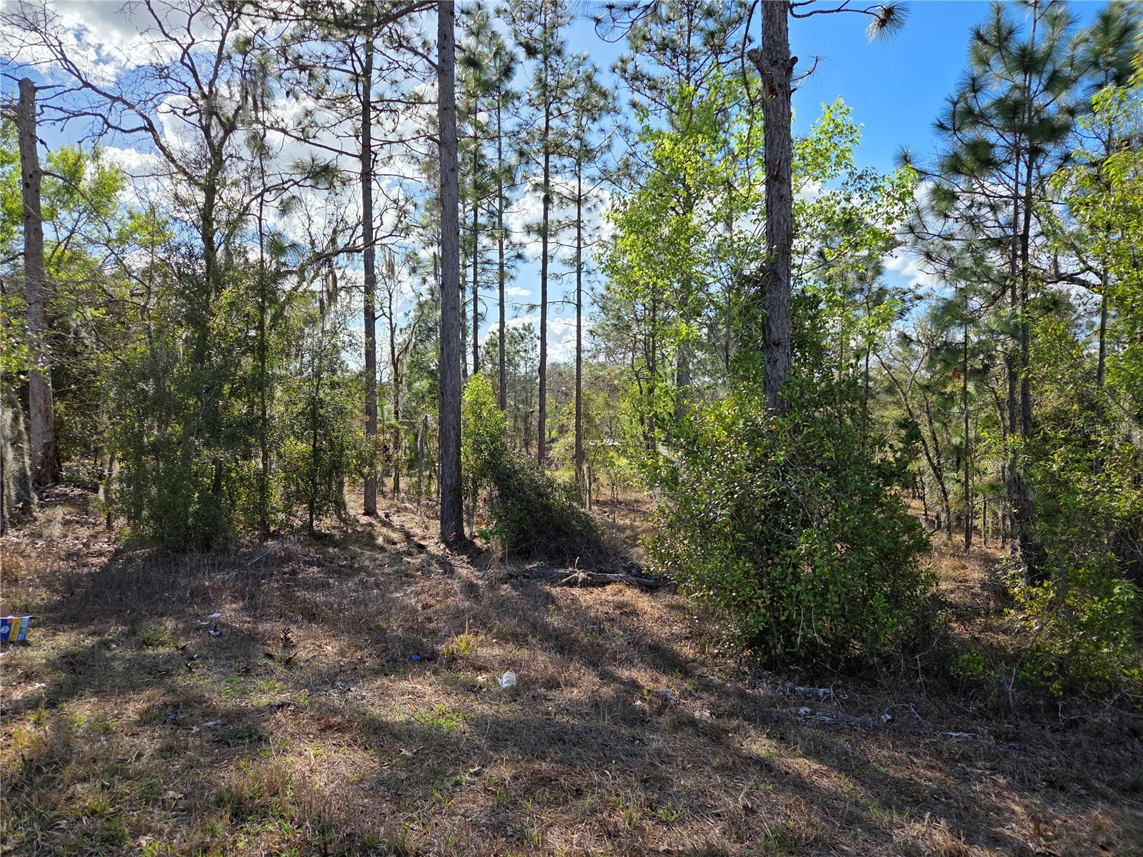 tbd NE 14th Place Williston FL 32696 OM720764 image6