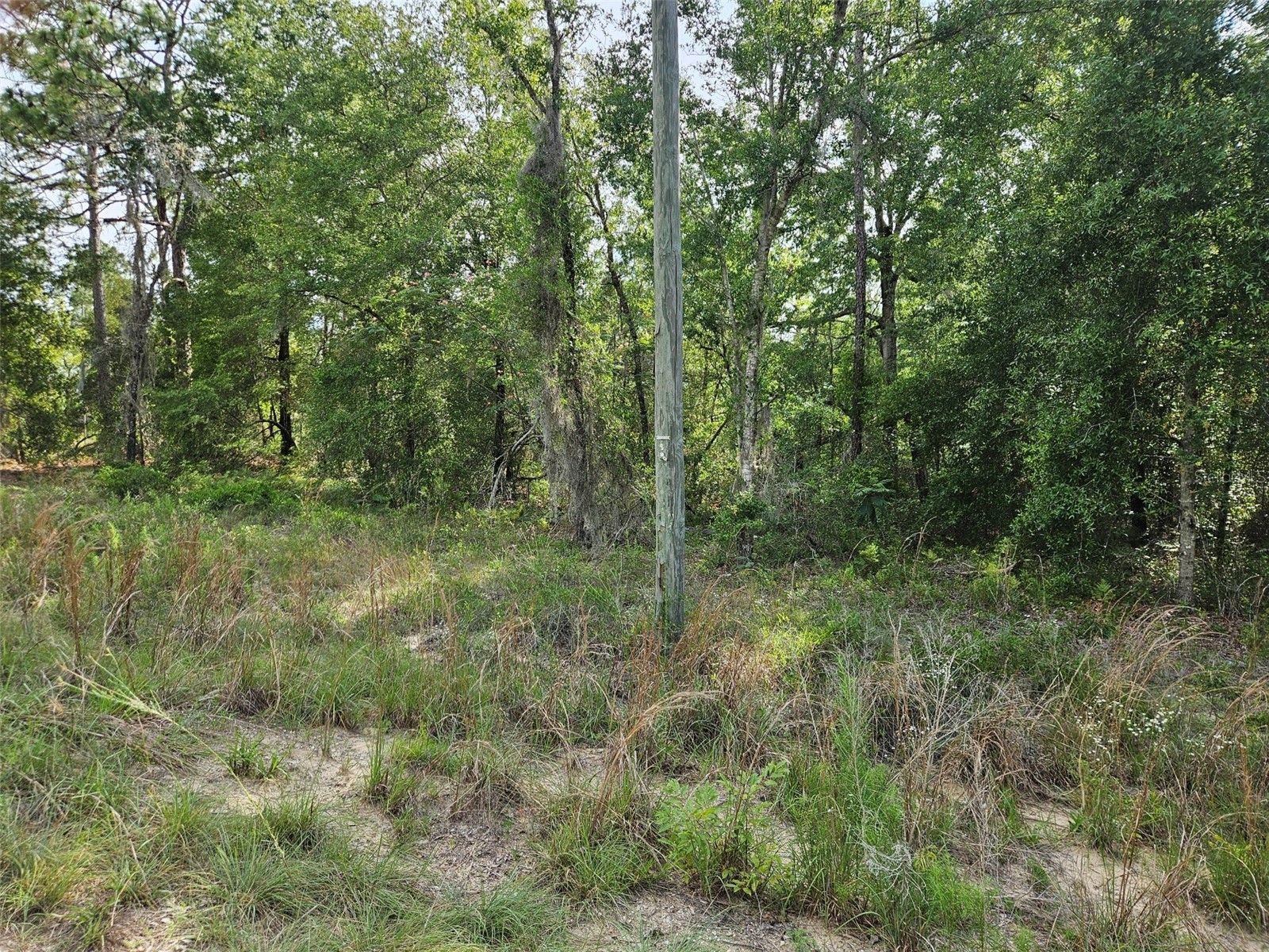 tbd NE 153rd Avenue Williston FL 32696 OM726228 image1