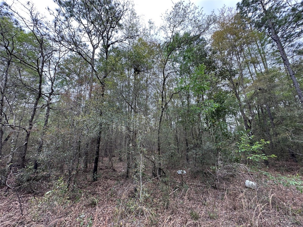 tbd NE 154th Avenue Williston FL 32696 OM695350 image3