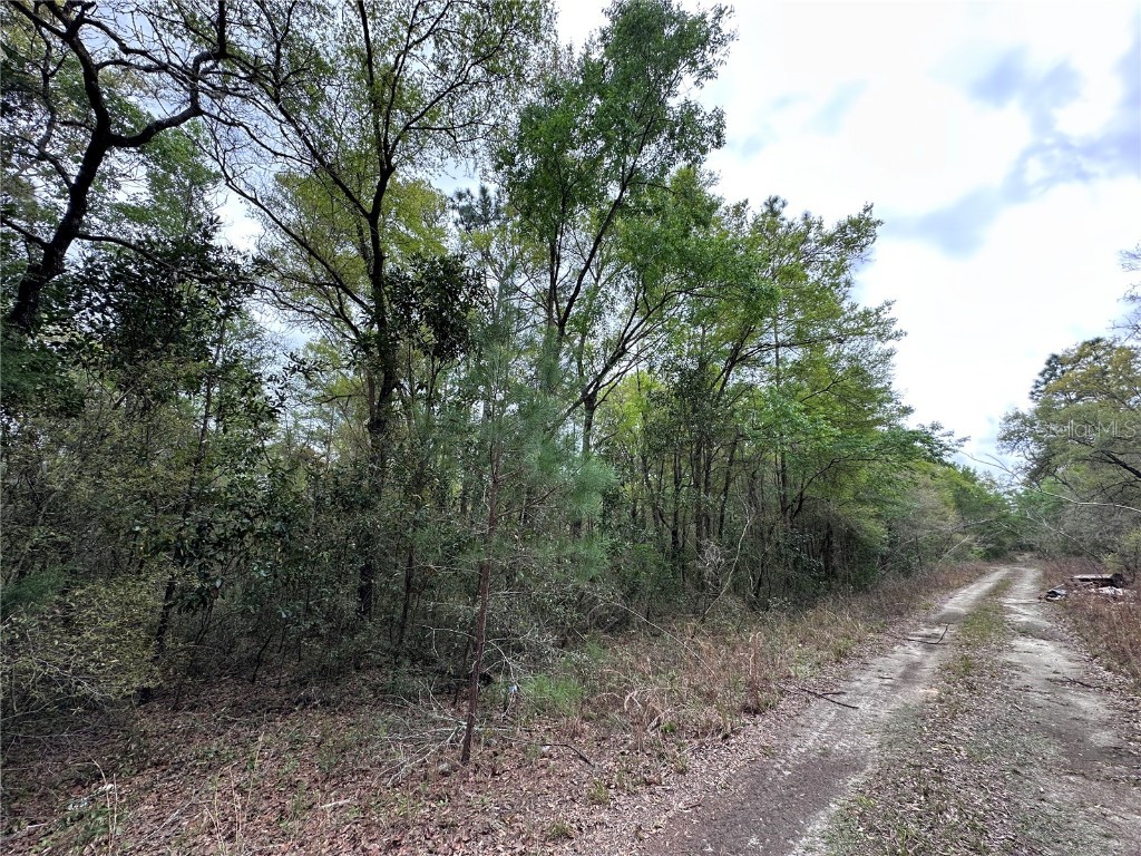 tbd NE 154th Avenue Williston FL 32696 OM695351 image3