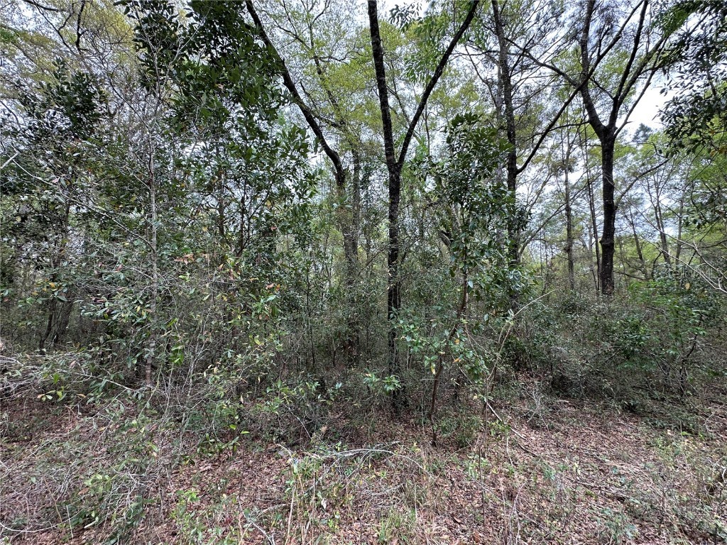 tbd NE 154th Avenue Williston FL 32696 OM695351 image4