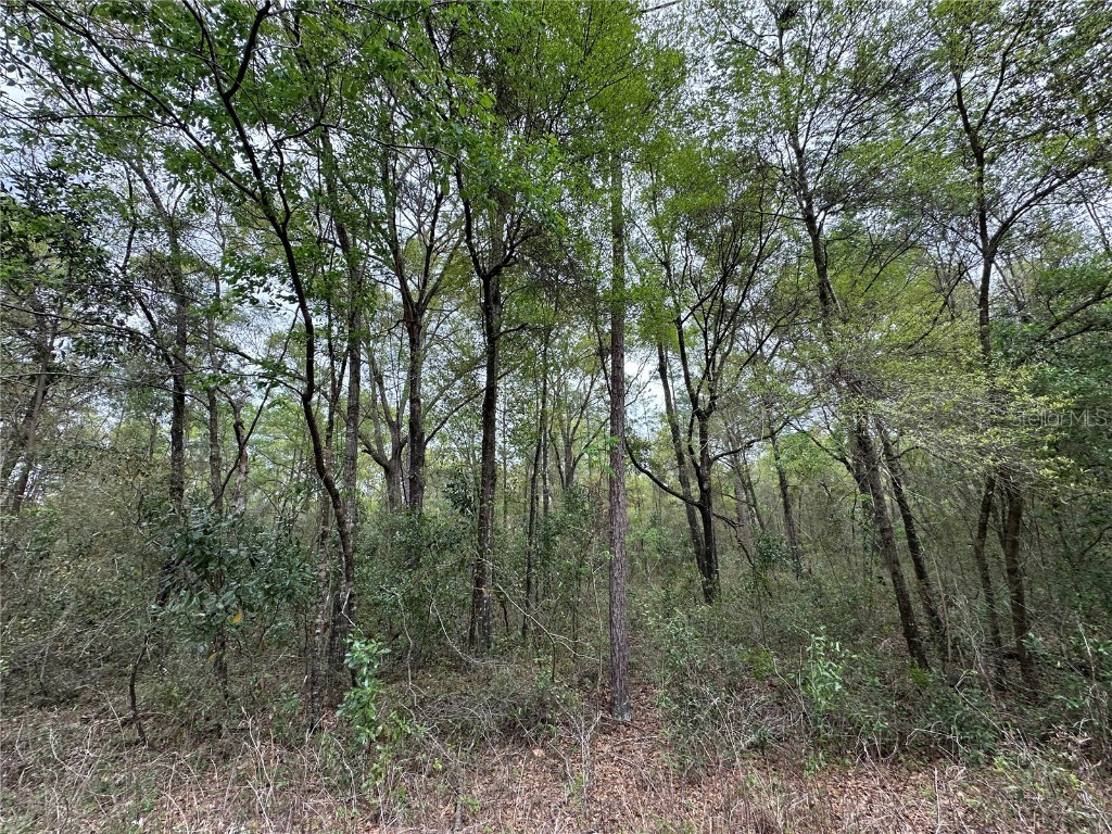 tbd NE 154th Avenue Williston FL 32696 OM695351 image5