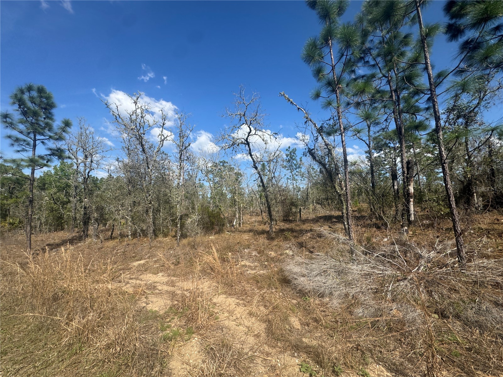 tbd NE 155th Avenue Williston FL 32696 OM720520 image1