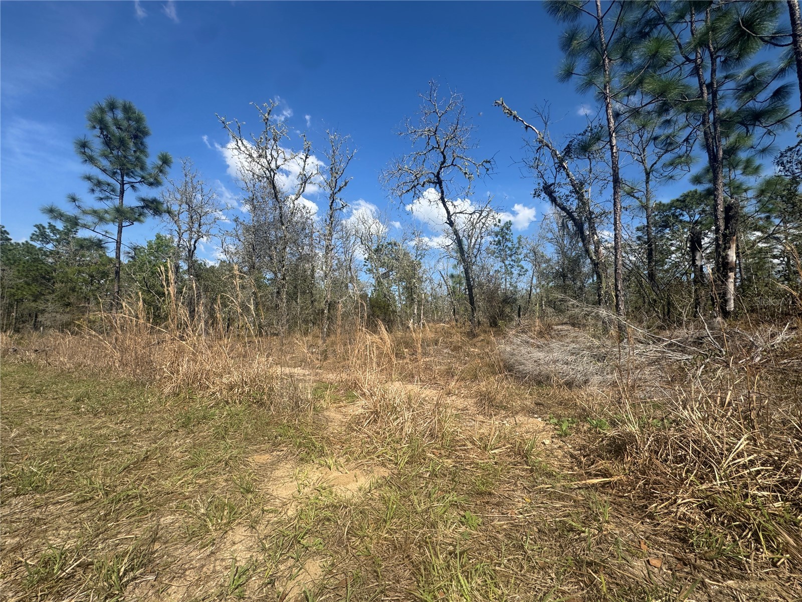 tbd NE 155th Avenue Williston FL 32696 OM720520 image3