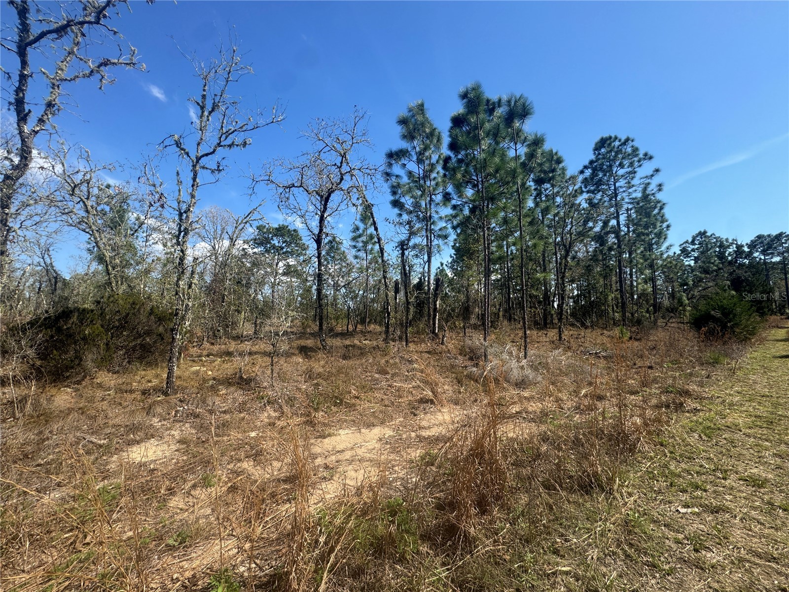 tbd NE 155th Avenue Williston FL 32696 OM720520 image4