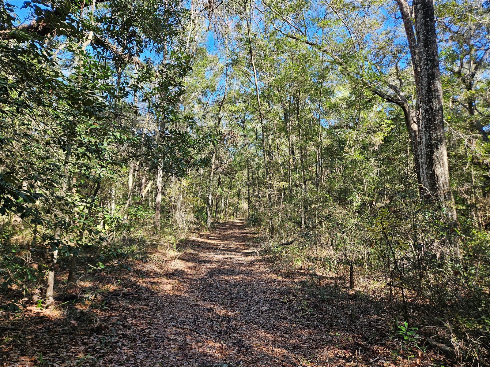 tbd NE 175th Avenue Williston FL 32696 OM715248 image4