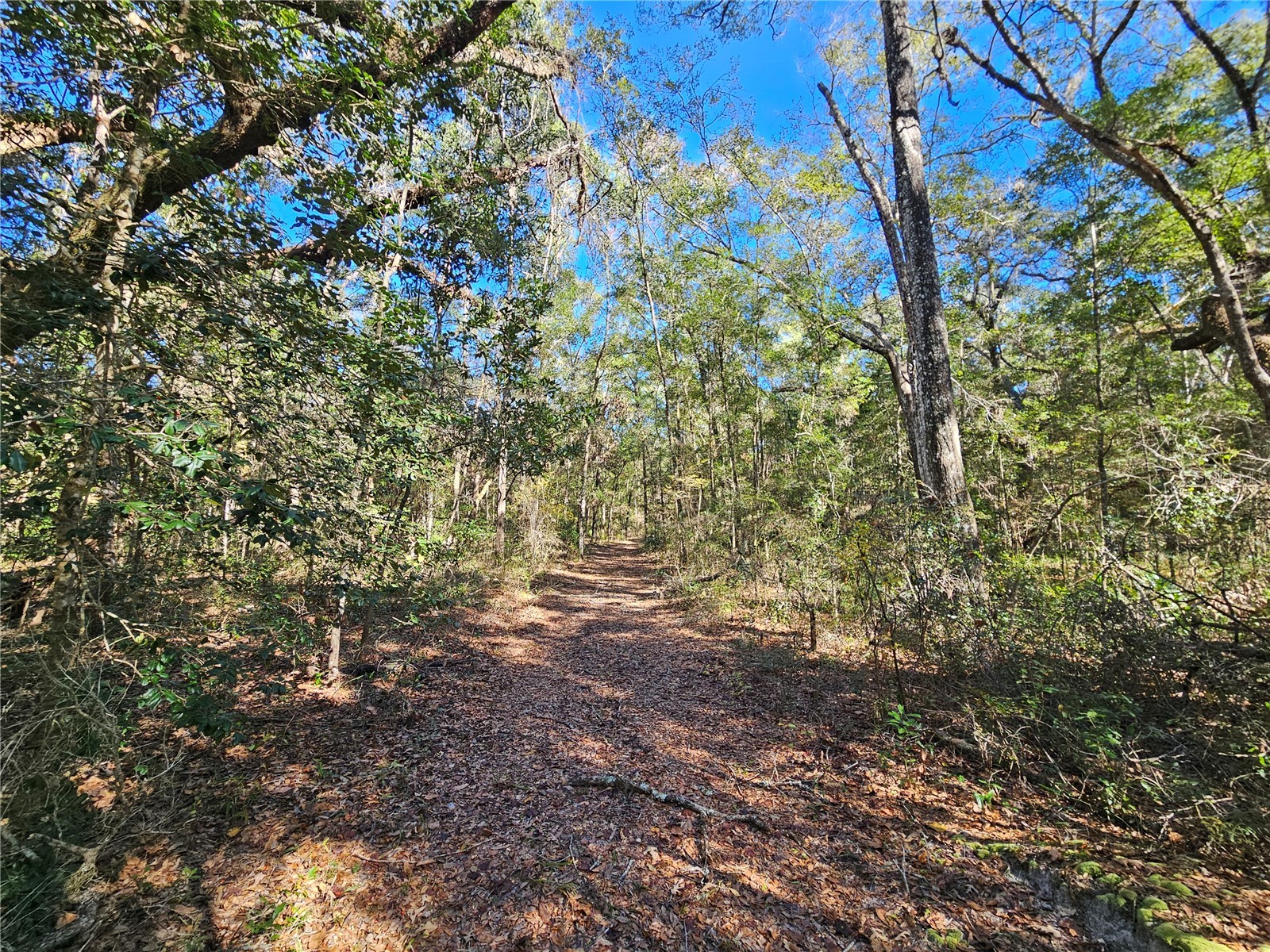 tbd NE 175th Avenue Williston FL 32696 OM715248 image5