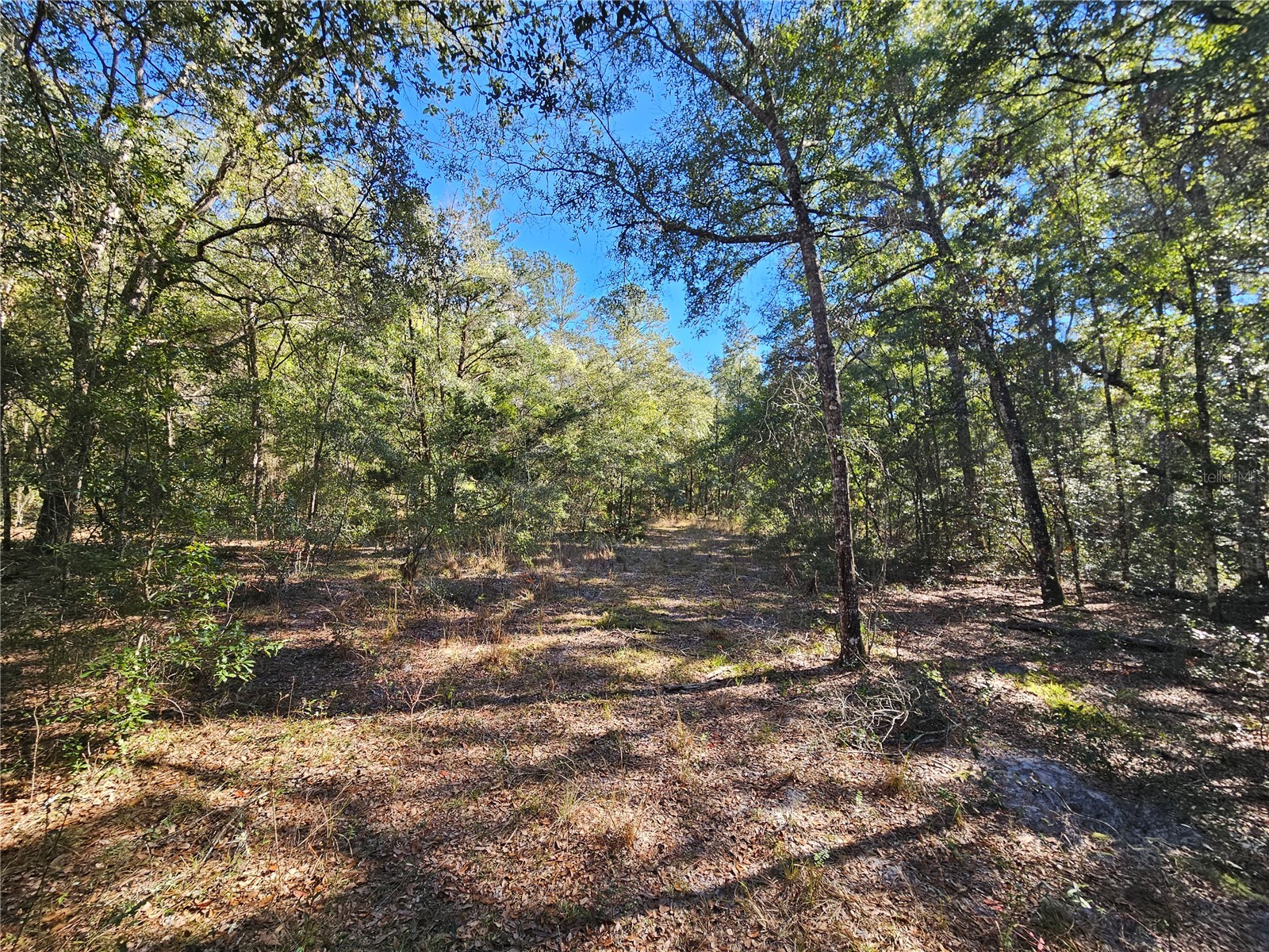 tbd NE 175th Avenue Williston FL 32696 OM715248 image6