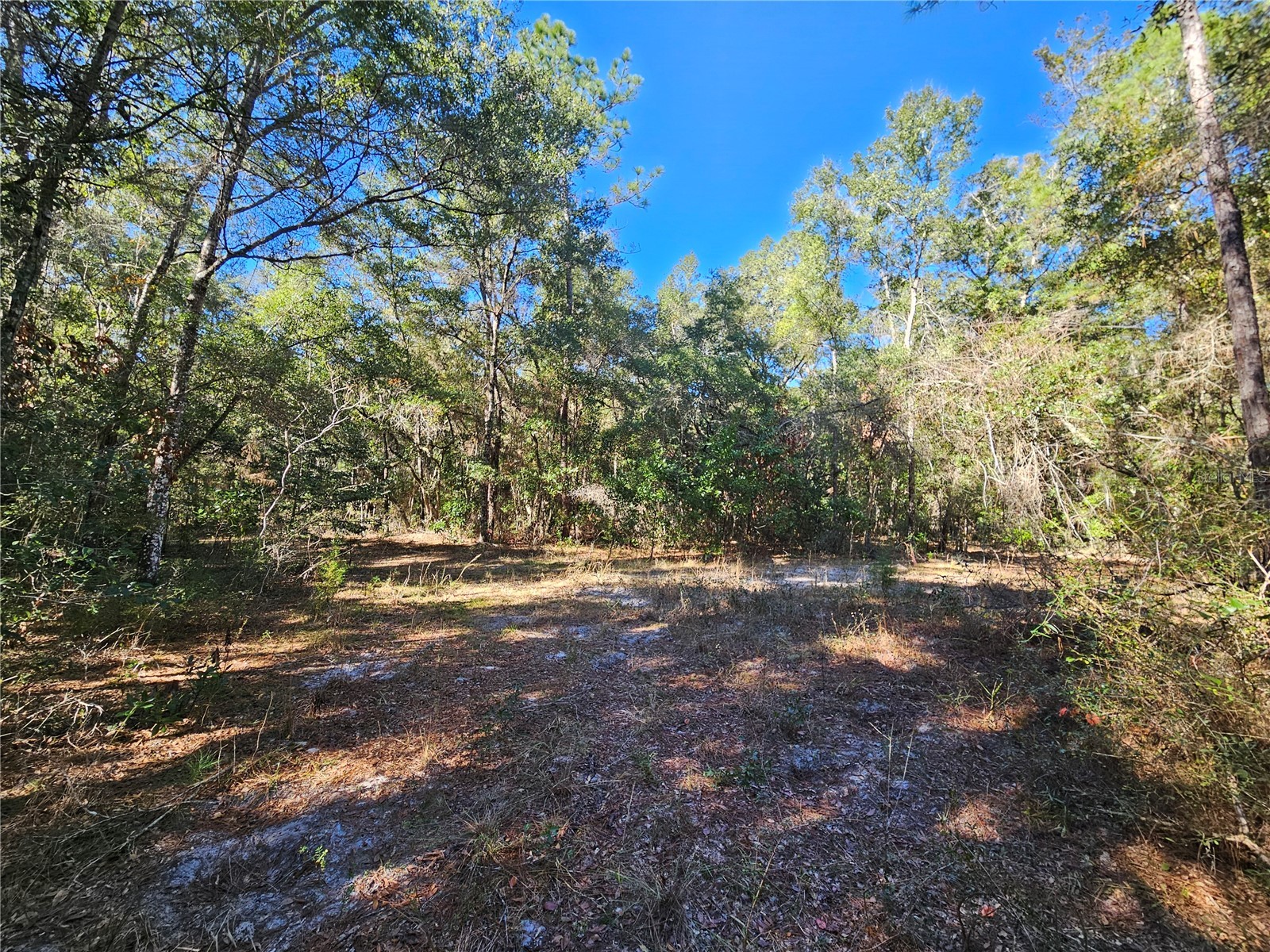 tbd NE 175th Avenue Williston FL 32696 OM715248 image7