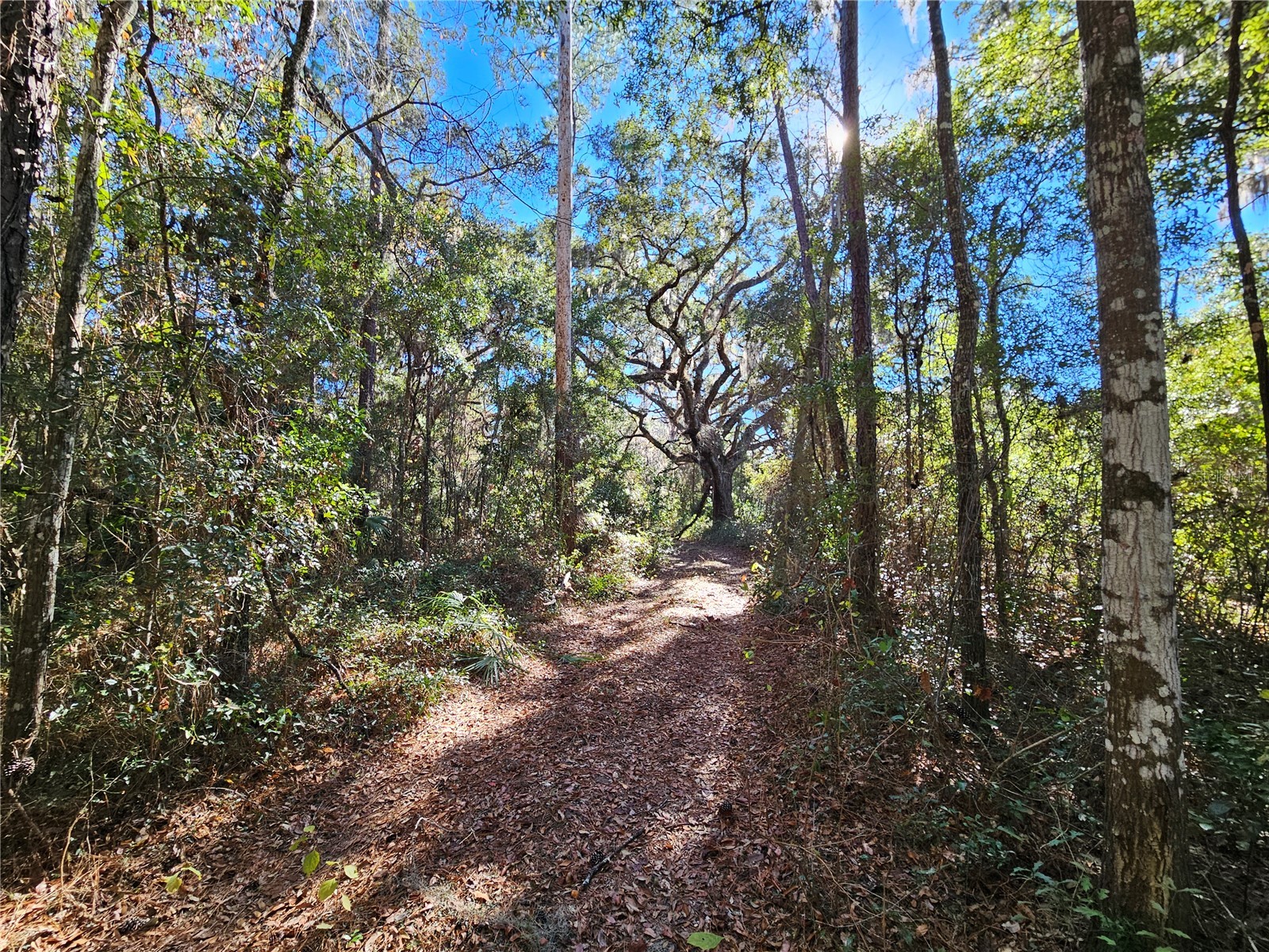 tbd NE 175th Avenue Williston FL 32696 OM715248 image8