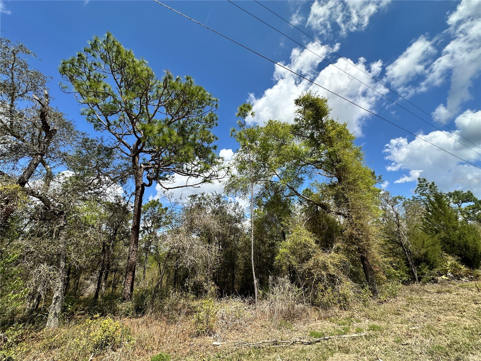 tbd NE 63rd Place Williston FL 32696 OM718813 image10