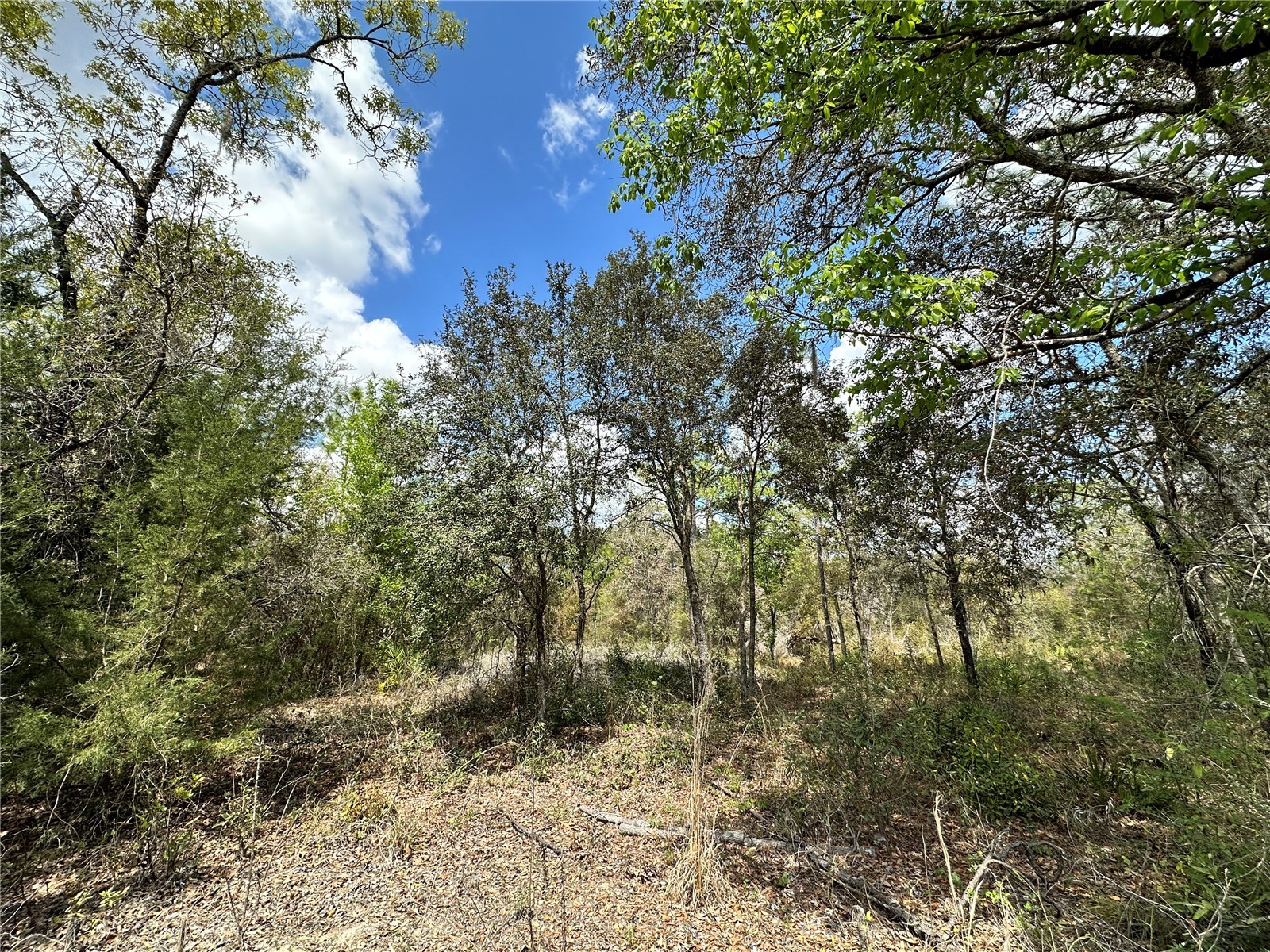 tbd NE 63rd Place Williston FL 32696 OM718813 image11