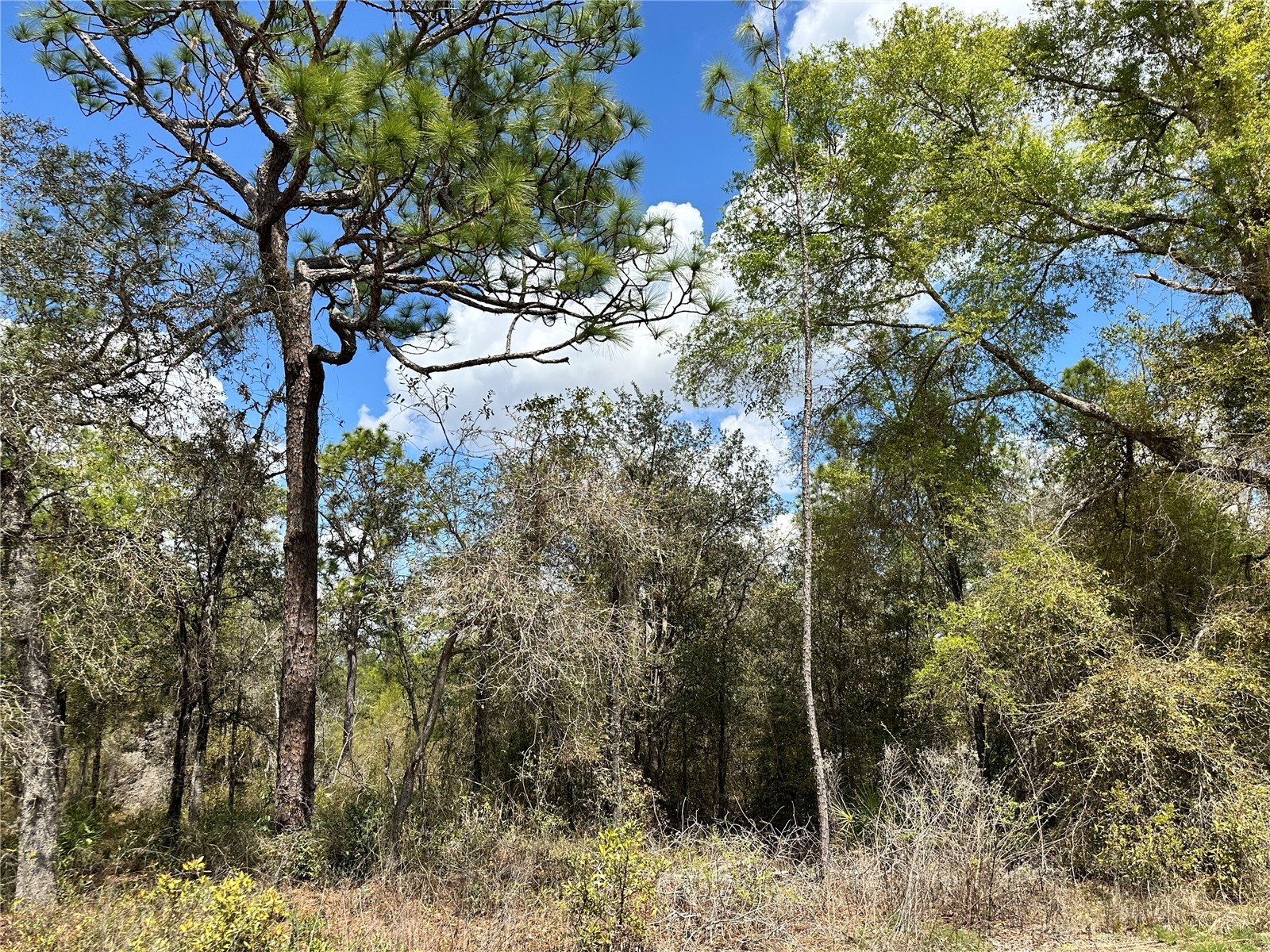 tbd NE 63rd Place Williston FL 32696 OM718813 image12