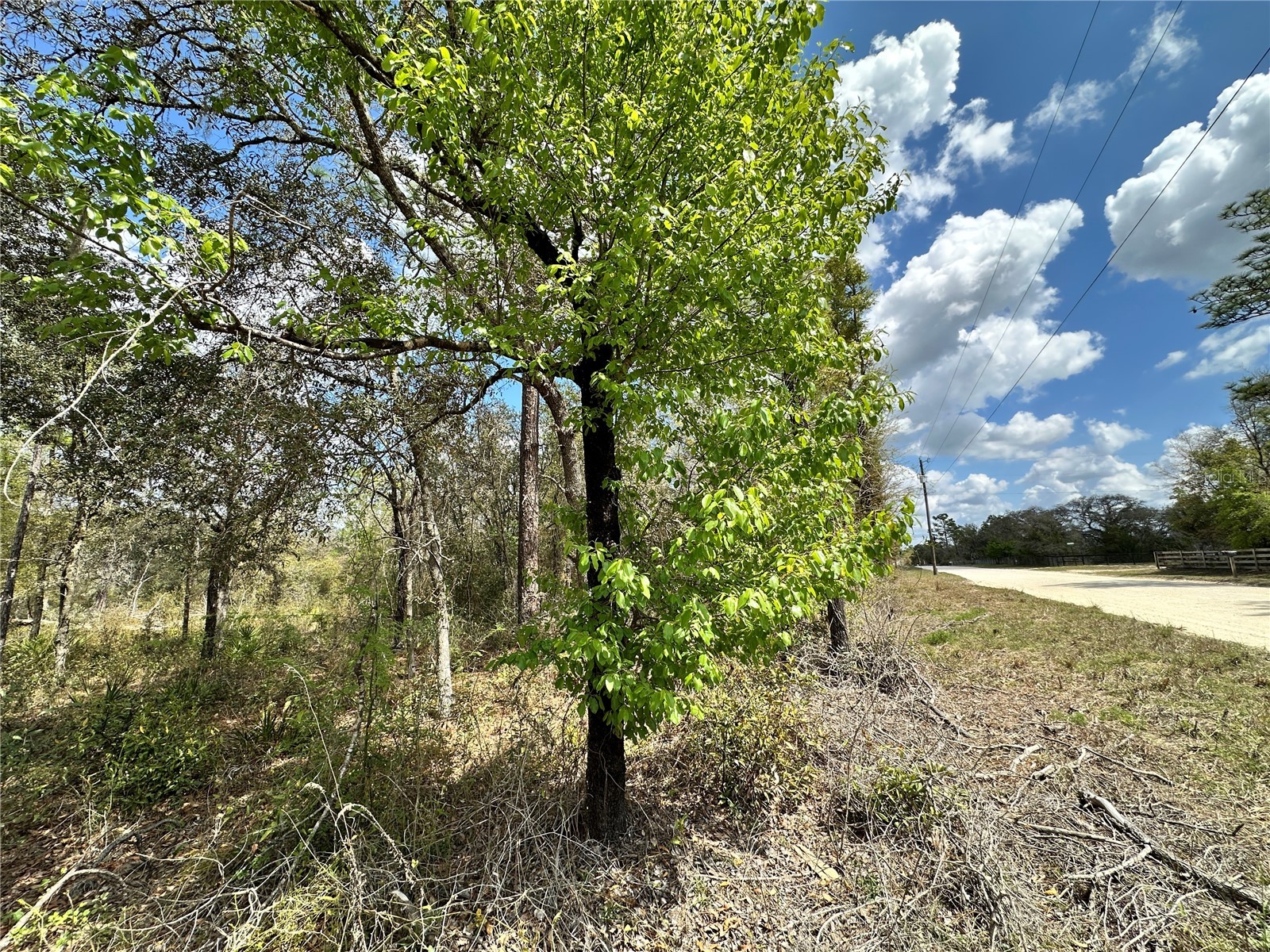 tbd NE 63rd Place Williston FL 32696 OM718813 image2
