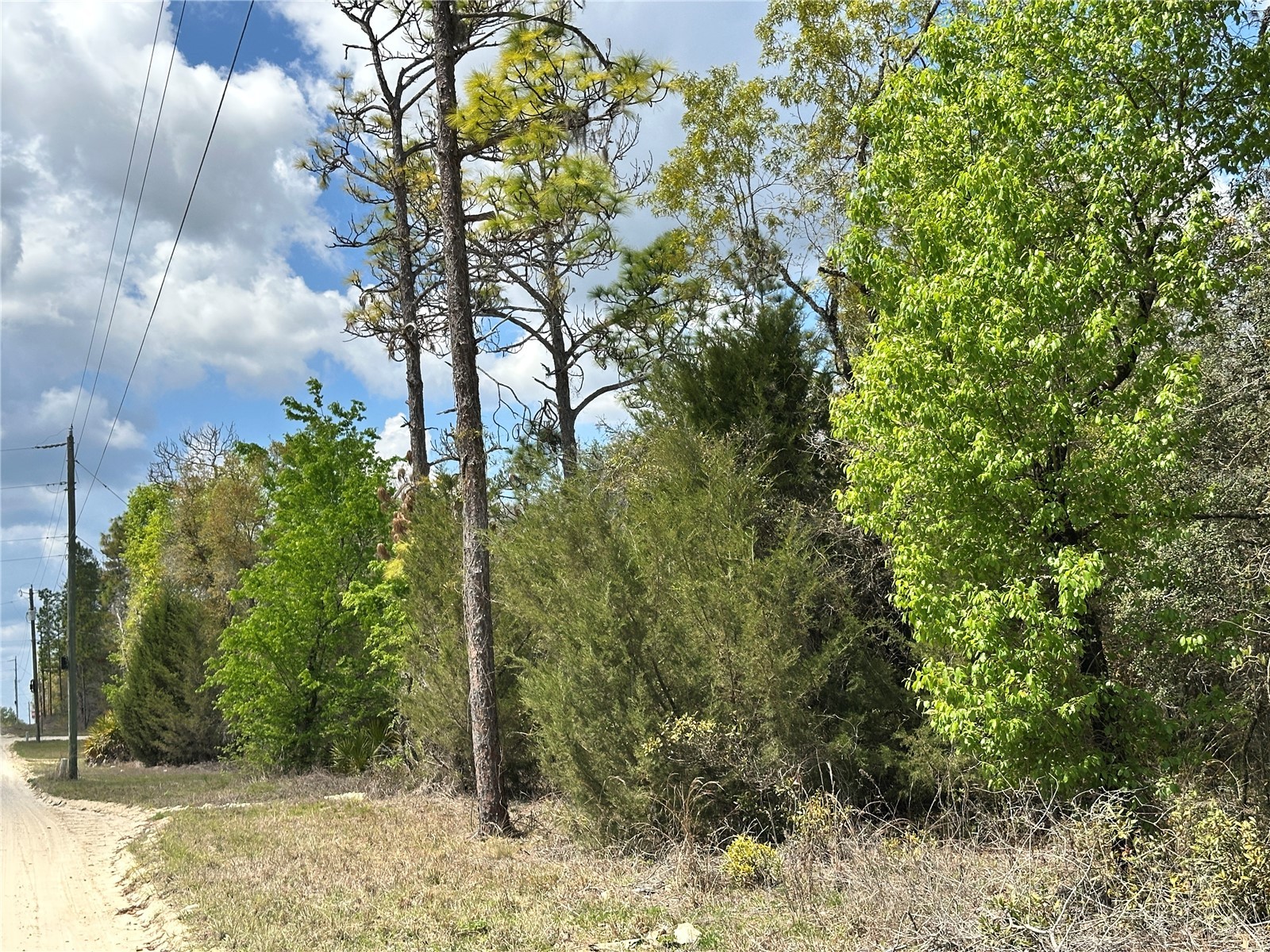 tbd NE 63rd Place Williston FL 32696 OM718813 image3