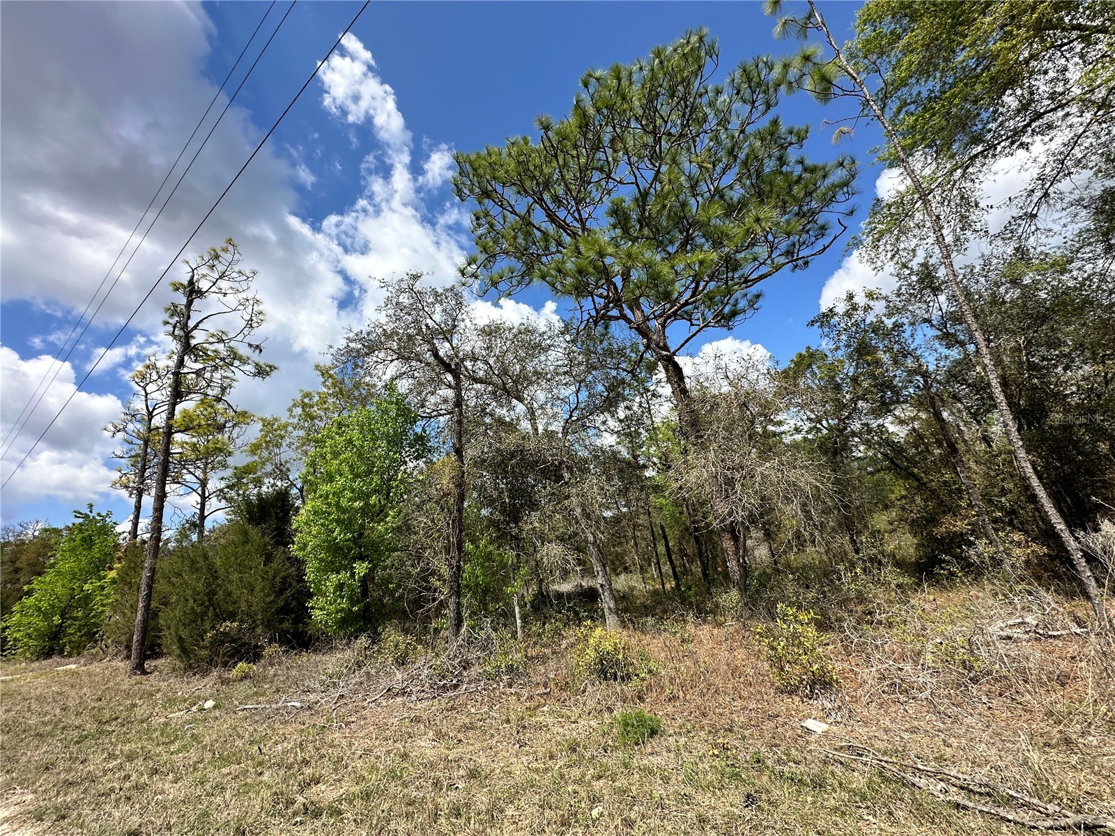 tbd NE 63rd Place Williston FL 32696 OM718813 image9