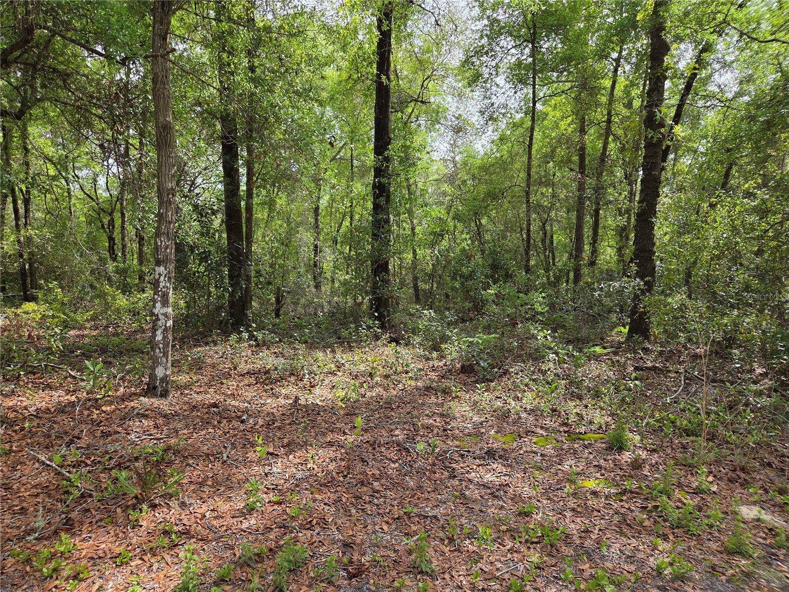 tbd NW 97th Court Chiefland FL 32626 OM722512 image1