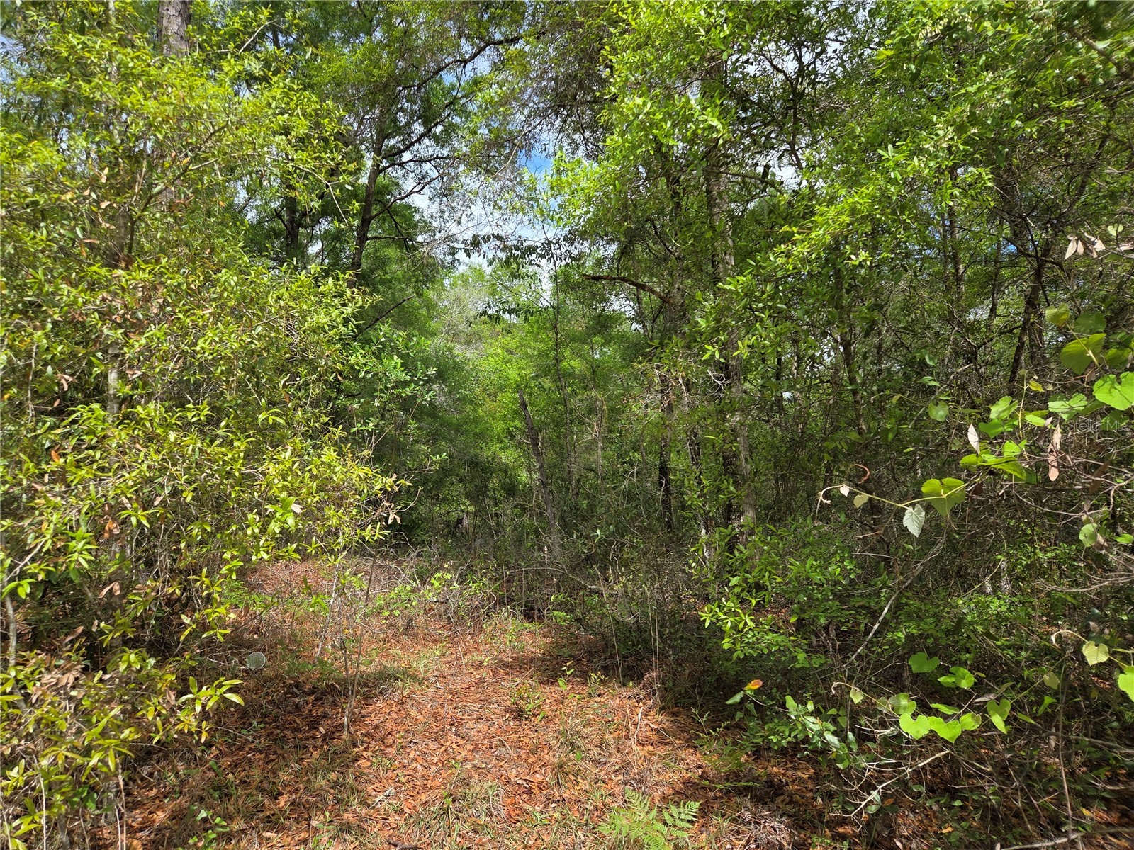 tbd NW 97th Court Chiefland FL 32626 OM722512 image3