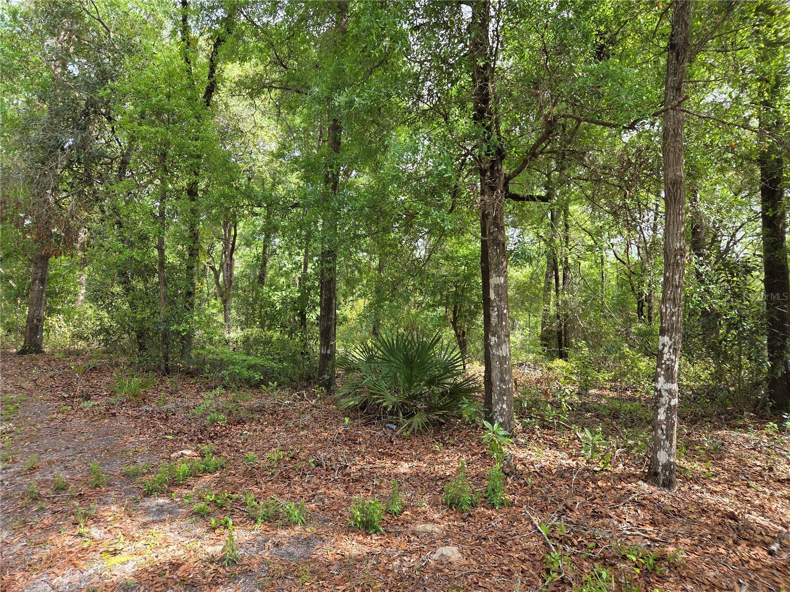 tbd NW 97th Court Chiefland FL 32626 OM722512 image4