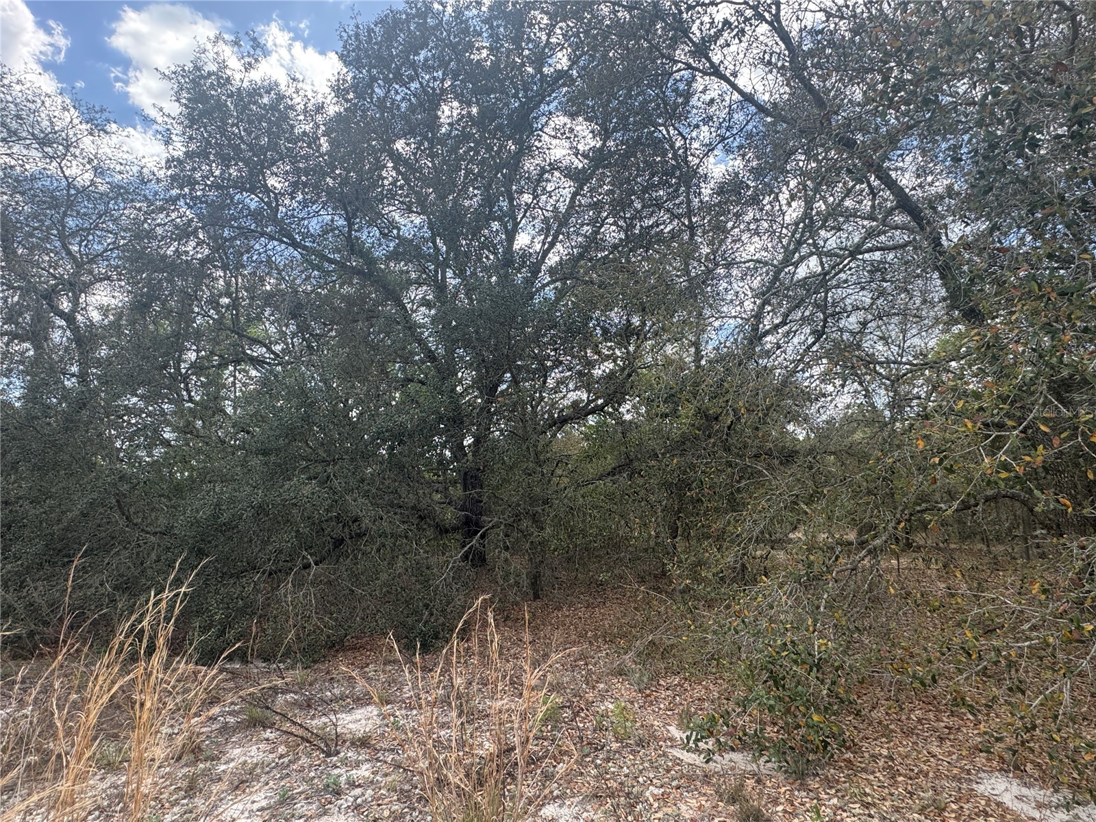 tbd SE 131st Terrace Dunnellon FL 34431 OM721876 image5