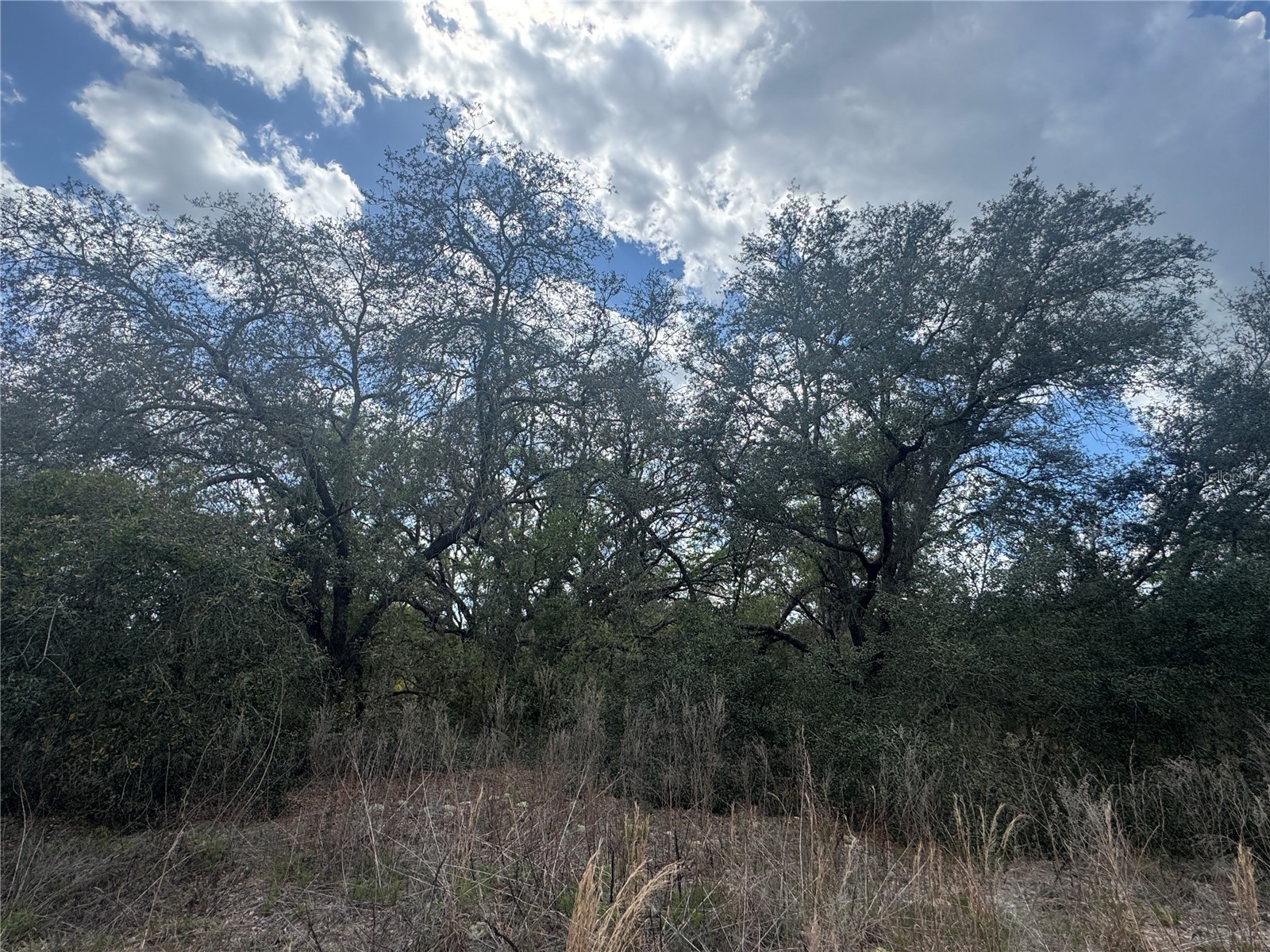 tbd SE 131st Terrace Dunnellon FL 34431 OM721876 image6