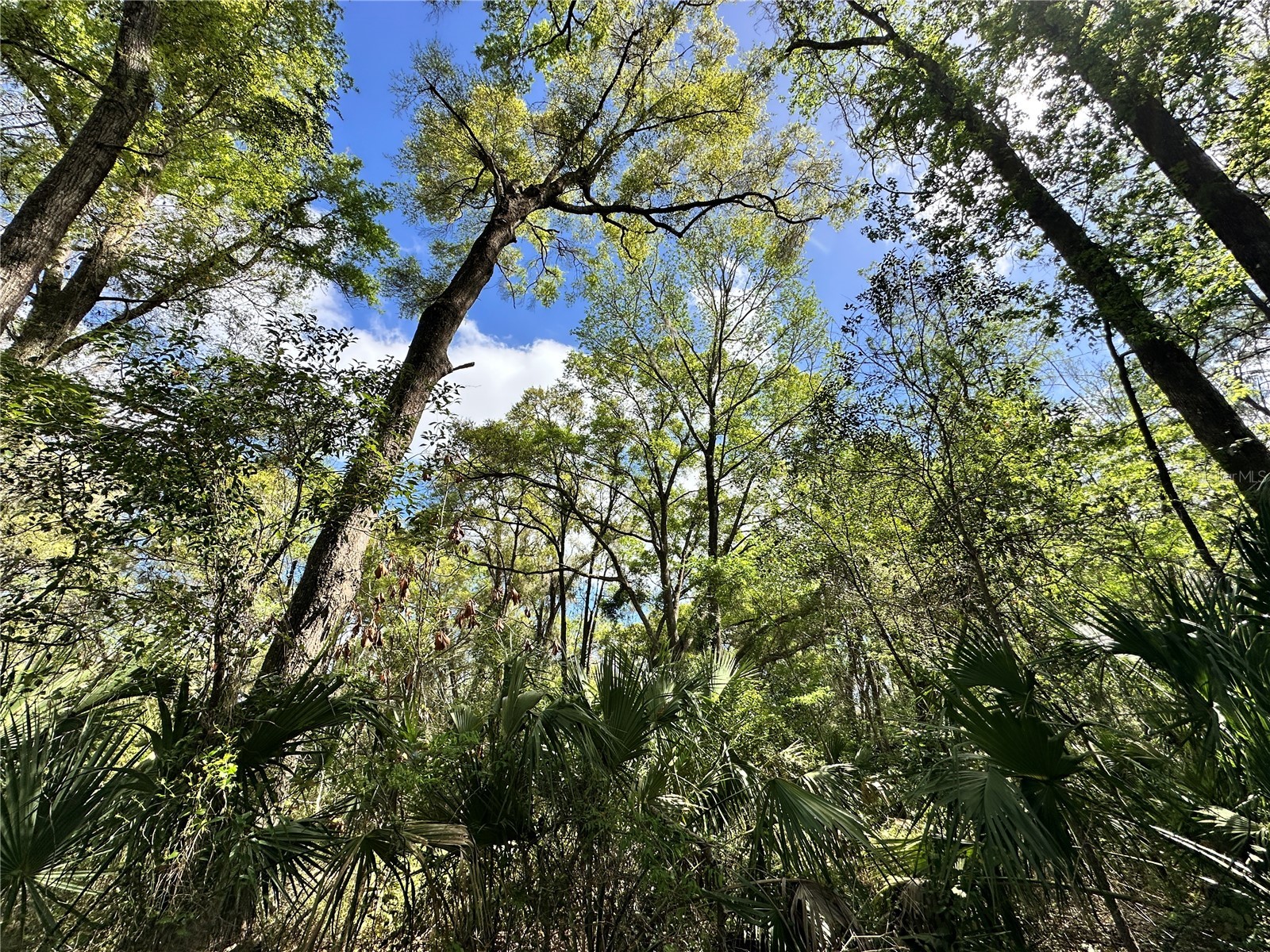 tbd SW 5th Lane Ocala FL 34481 OM710469 image10
