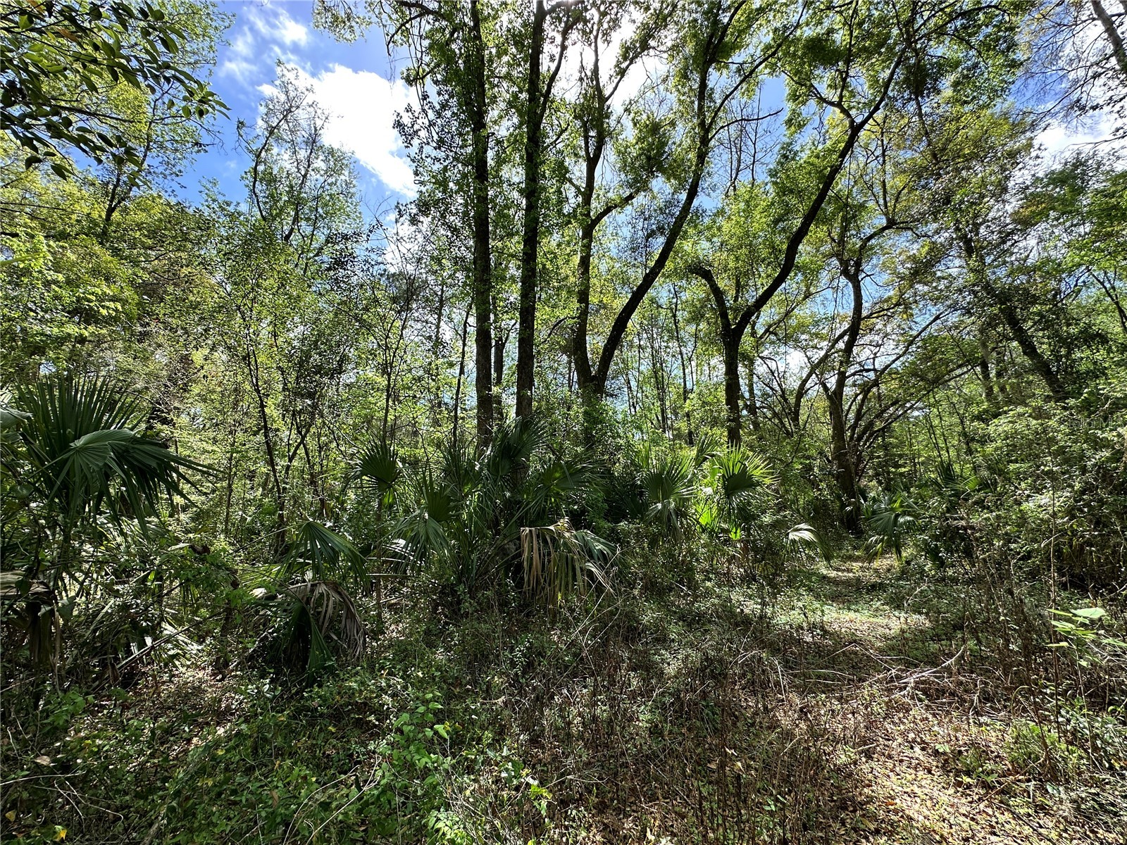 tbd SW 5th Lane Ocala FL 34481 OM710469 image11