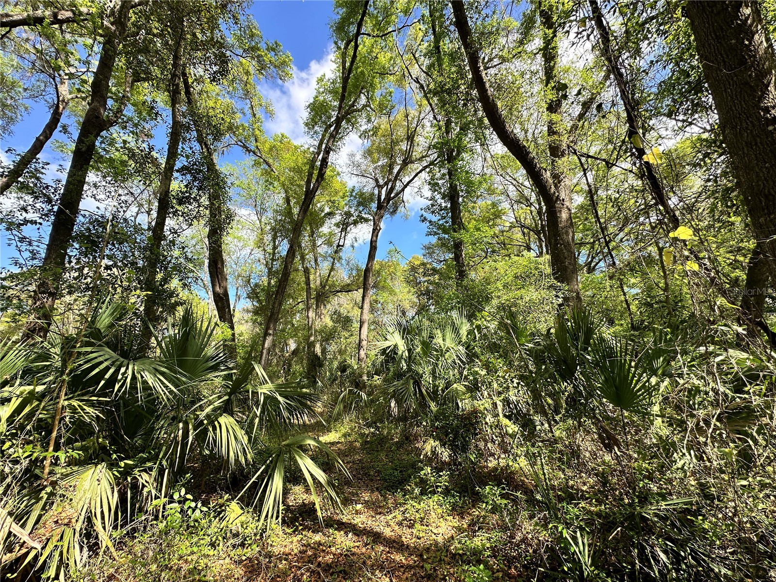 tbd SW 5th Lane Ocala FL 34481 OM710469 image8