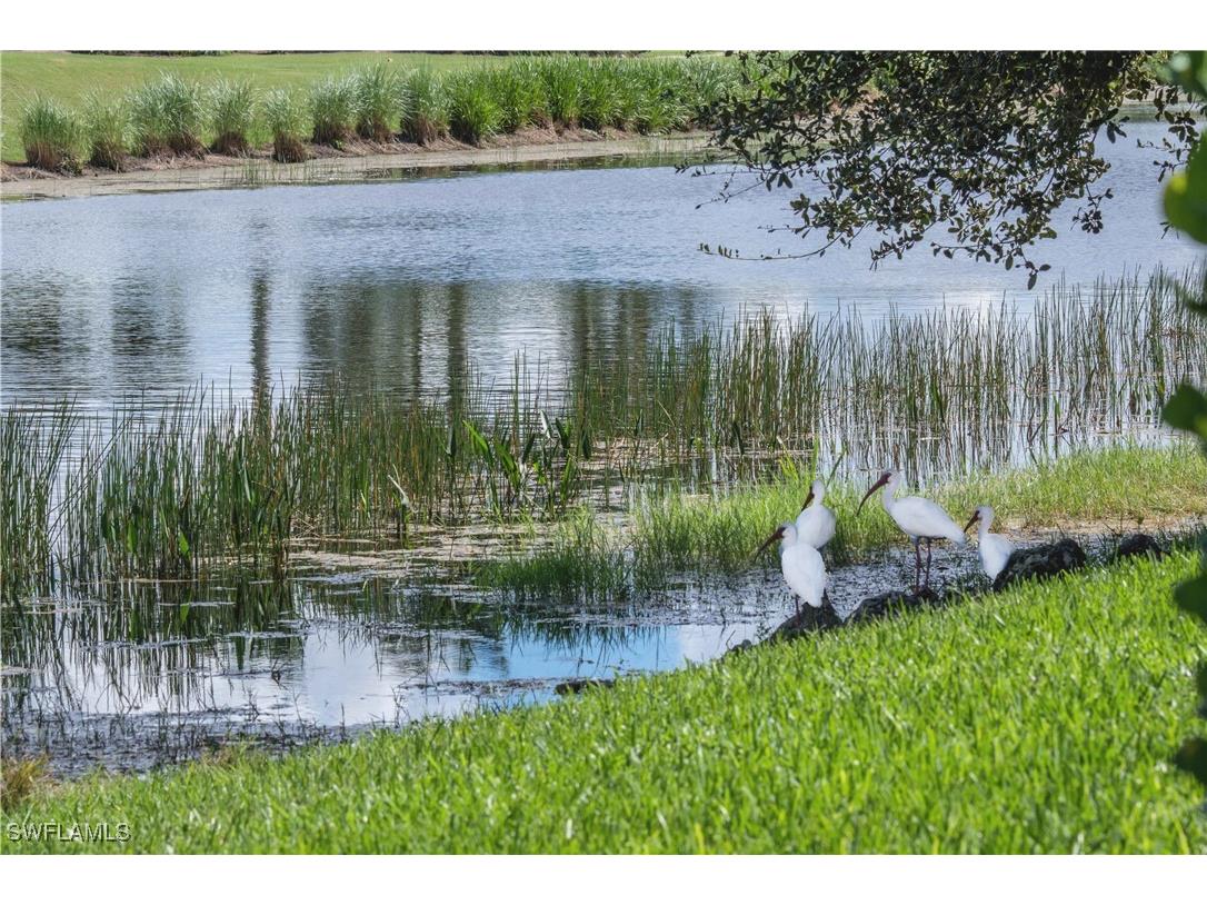 10295 Heritage Bay Boulevard #911 Naples FL 34120 225036454 image50