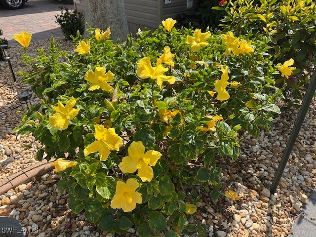 10336 Fire Flag Trail Fort Myers FL 33905 225035552 image16