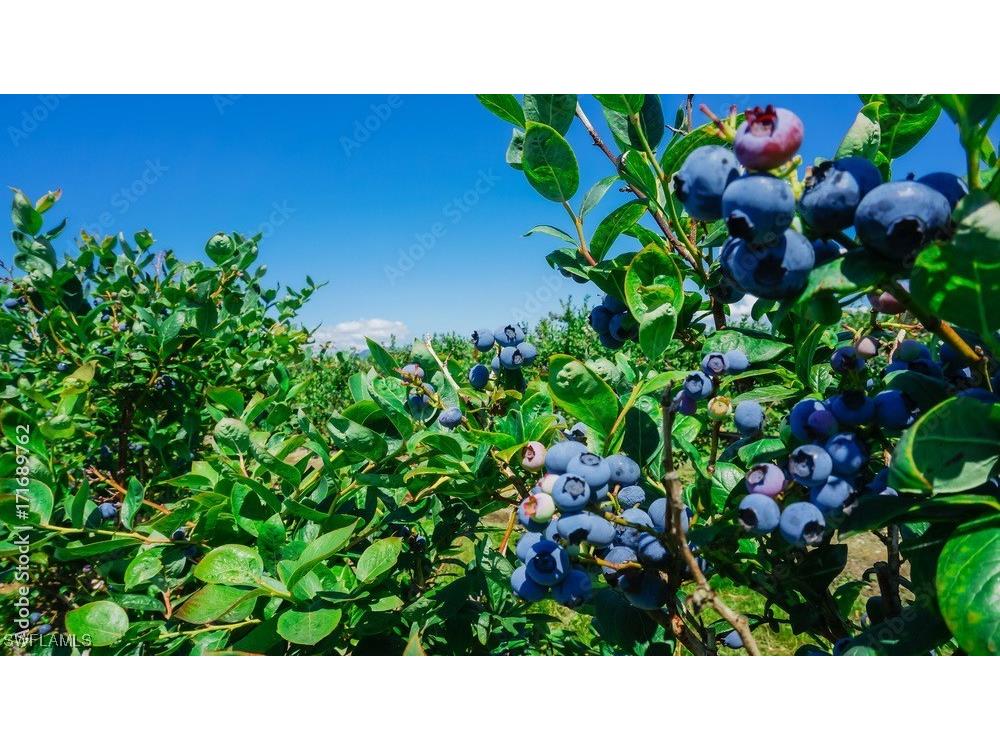 208 Elmwood Street Labelle FL 33935 225027587 image28