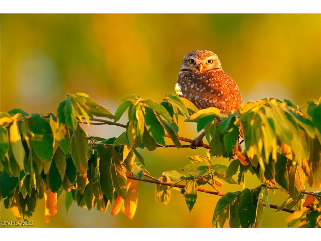 3413 NW 44th Street Cape Coral FL 33993 223043910 image6