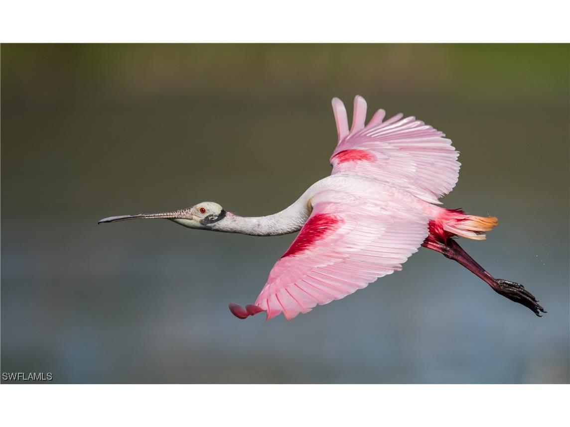 3413 NW 44th Street Cape Coral FL 33993 223043910 image8