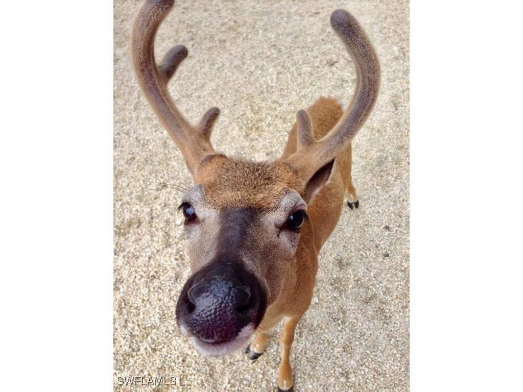 3770 Park Ave Park Avenue Big Pine Key FL 33043 224016431 image49