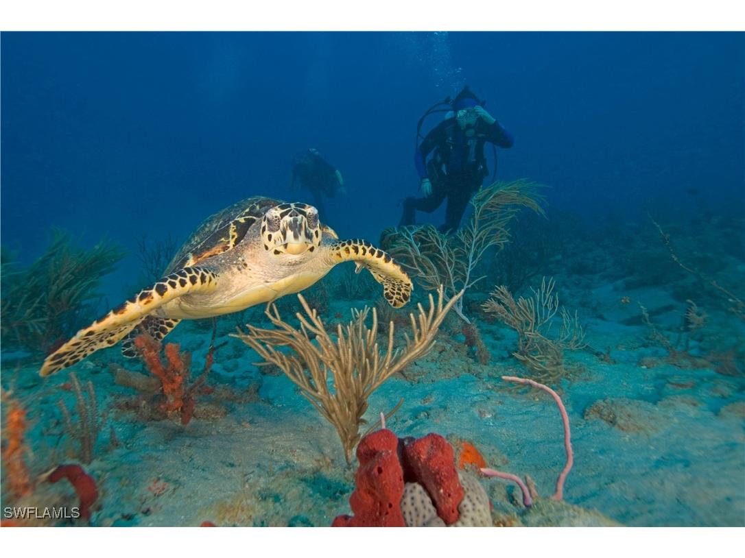 428 NW 9th Street Cape Coral FL 33993 225017649 image9