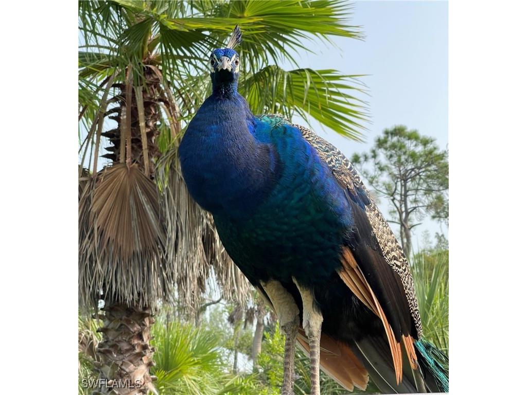 6831 Tropical Lane Bokeelia FL 33922 225033246 image40