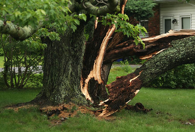 Storm damage from tree