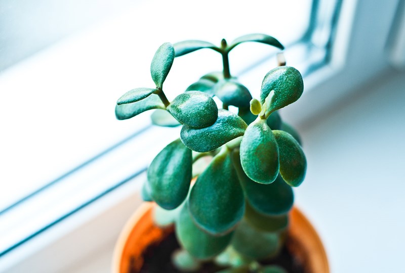 small plant on a window sill