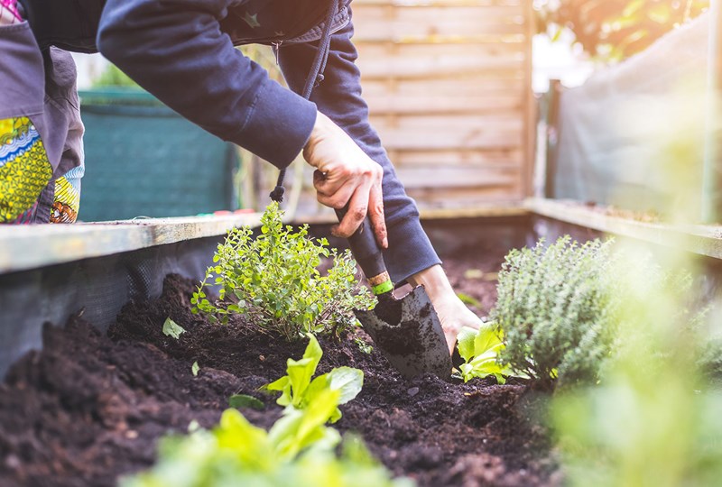 Gardening tips for fruit and vegetable gardens