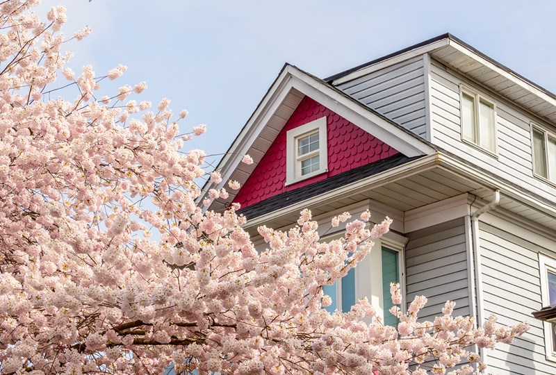 A blossoming crab apple tree in front of a house