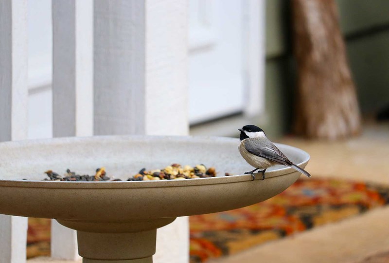 A bird sitting on a bird feeder