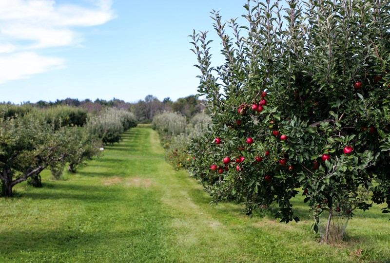 Fall apple orchard